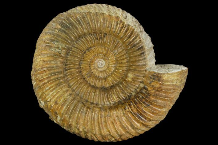 Ammonite (Parkinsonia) Fossil - Dorset, England #130208